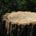Apartment Investing: Why Outdoor Maintenance and Stump Grinding Matter for Property Value