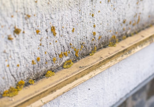 The Impact Of Mold Remediation On Kansas City Apartment Investments: A Comprehensive Overview